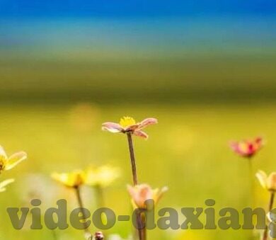 91麻豆精品国产人妻系列-爱的暖色调，91麻豆精品国产人妻系列之情感日常