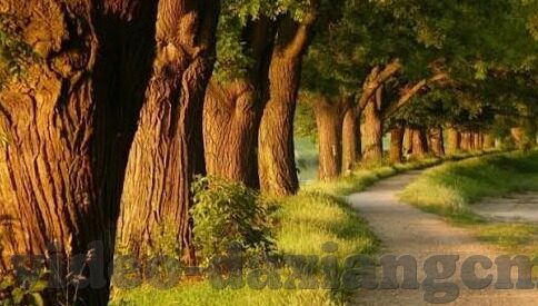 麻豆免费视频网站入口在线-打开麻豆免费视频新世界的神秘入口